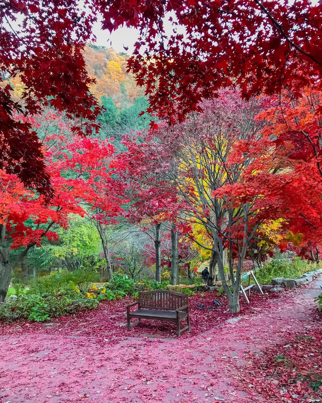 The Garden of Morning Calm - khu vườn ngập tràn màu sắc rực rỡ. Nguồn: mehmetsert