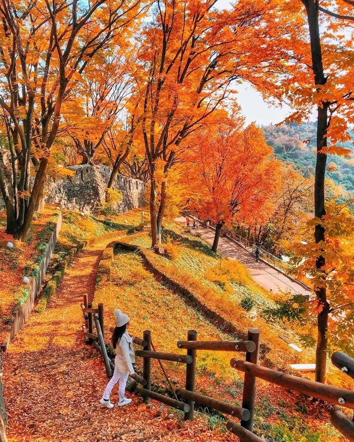 Công viên Namsan & Tháp N Seoul trong mùa lá phong đỏ. Nguồn: mehmetsert