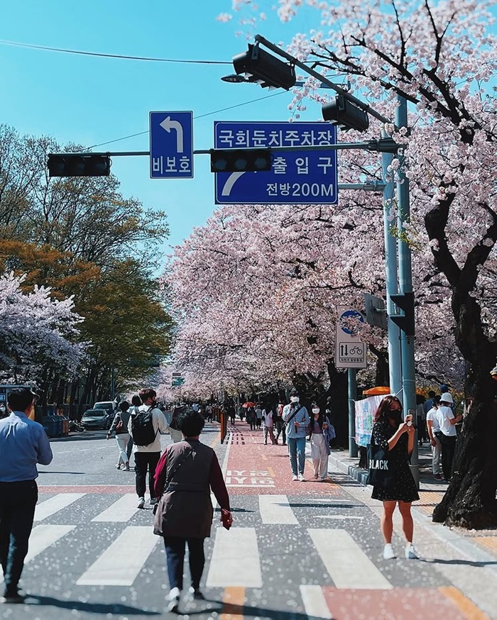 Trải nghiệm lễ hội hoa anh đào Yeouido nhộn nhịp bên bờ sông Hàn. Nguồn:judithxcorea