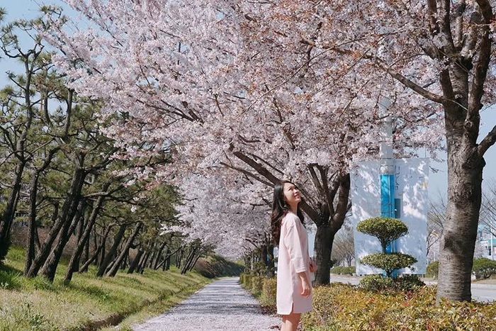 Khám phá lễ hội hoa anh đào Busan sôi động bên cảng thành phố. Nguồn: xzenchangx