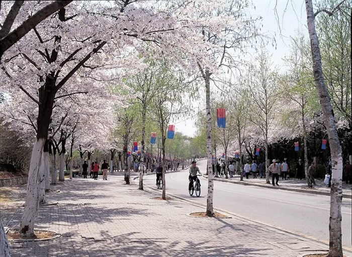 Trải nghiệm mùa hoa anh đào Incheon thanh bình và thư thái. Nguồn: ktomanila