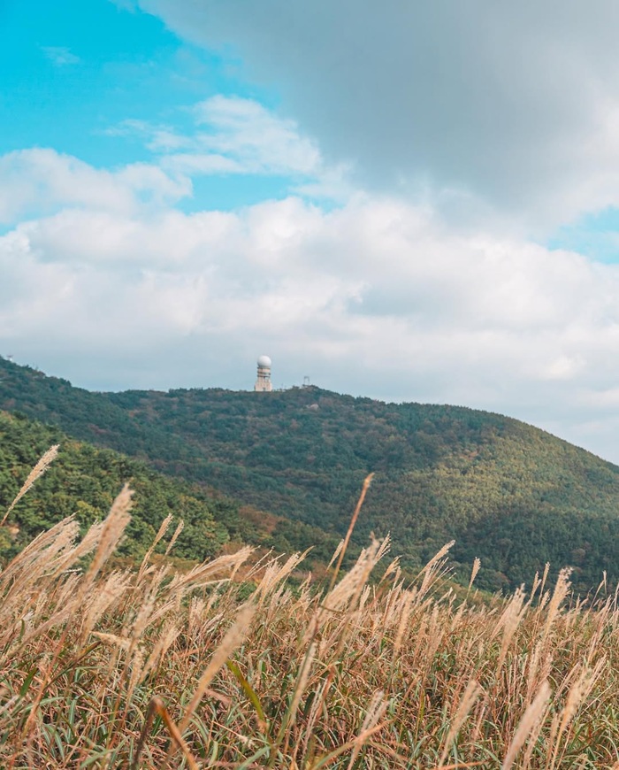 Thảm cỏ lau trải dài mênh mông trên sườn núi Seunghaksan. Nguồn: visitbusan.en