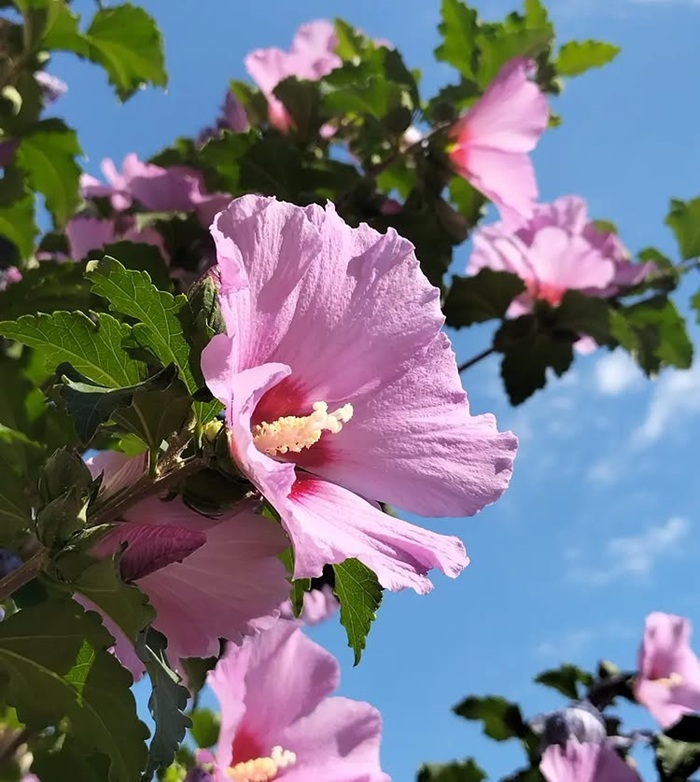 Quốc hoa Mugunghwa là niềm tự hào trong tâm hồn người Hàn. Nguồn: nature_ioli