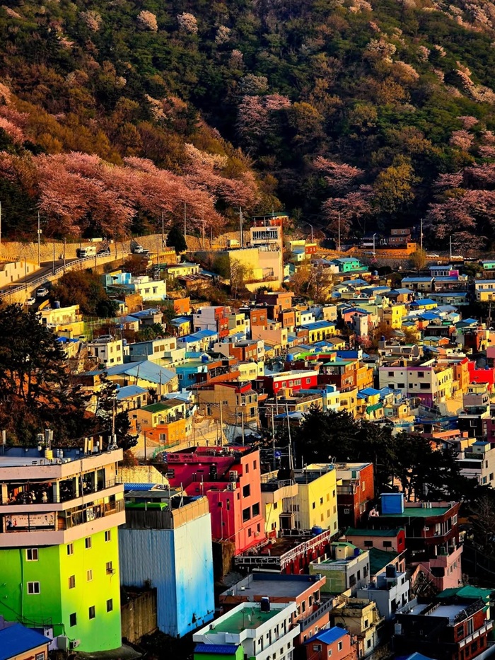 Du lịch Busan mùa xuân - Thành phố cảng lớn nhất xứ sở Kim Chi. Nguồn: williswandering