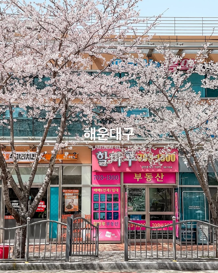 Cảnh sắc thiên nhiên Busan vào mùa xuân tươi mới đầy sức sống. Nguồn: justinhanguk và korea.travelholic